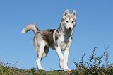 SIBERIAN HUSKY 906